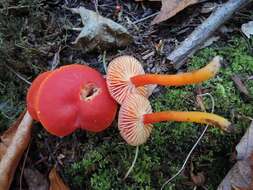 Image de Hygrocybe