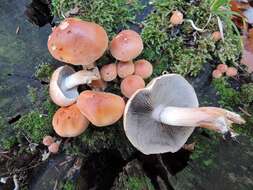 Imagem de Hypholoma