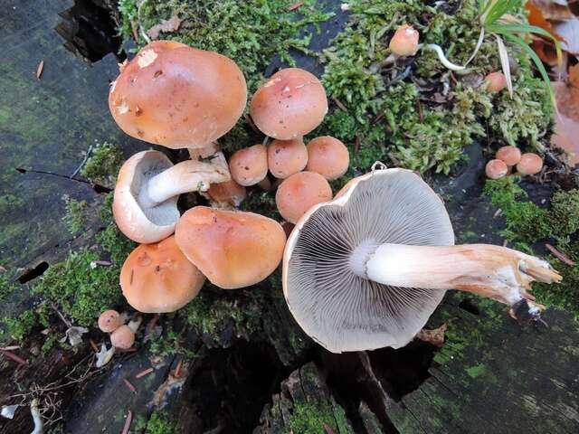 Imagem de Hypholoma