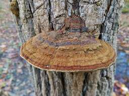 Image of Phellinus