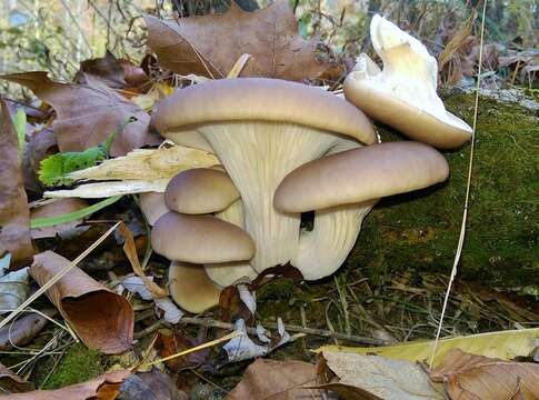 Image de Pleurotus