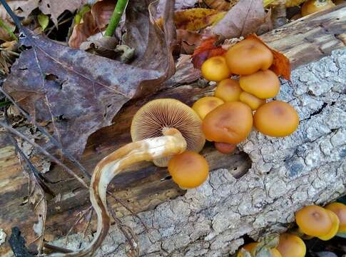 Image of Galerina