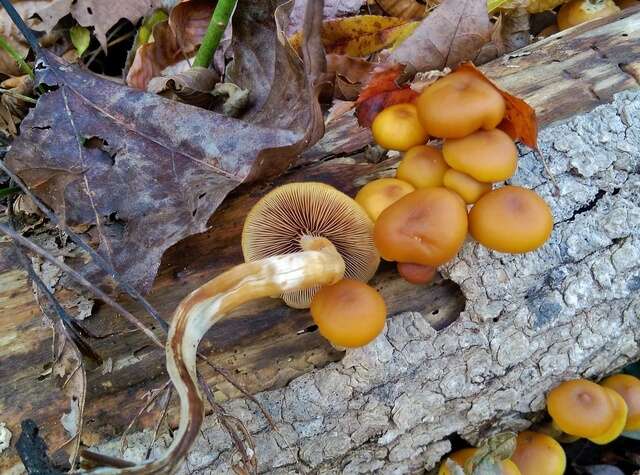 Image of Galerina