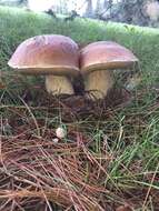 Image of Boletus