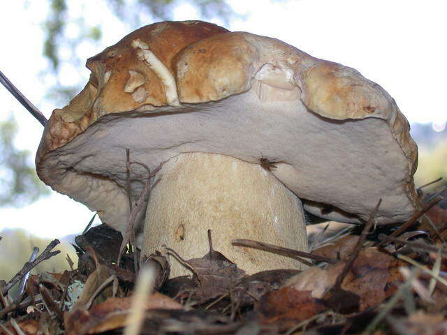 Image of Porcini and Allies