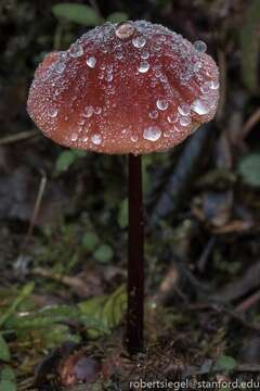 Image of Marasmius