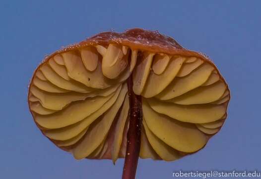 Image of Marasmius