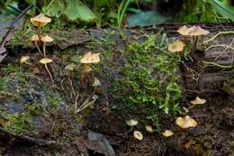 Image of Psilocybe yungensis Singer & A. H. Sm. 1958