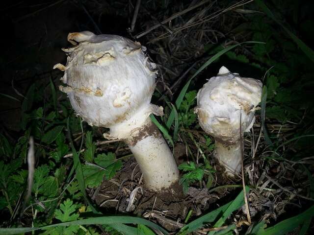 Image of Agaricus deserticola G. Moreno, Esqueda & Lizárraga 2010