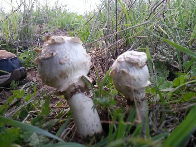 Image of Agaricus deserticola G. Moreno, Esqueda & Lizárraga 2010