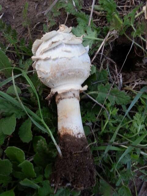 Image of Agaricus deserticola G. Moreno, Esqueda & Lizárraga 2010