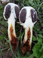 Image of Agaricus deserticola G. Moreno, Esqueda & Lizárraga 2010