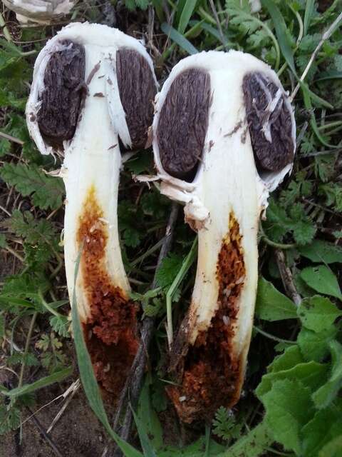 Image of Agaricus deserticola G. Moreno, Esqueda & Lizárraga 2010