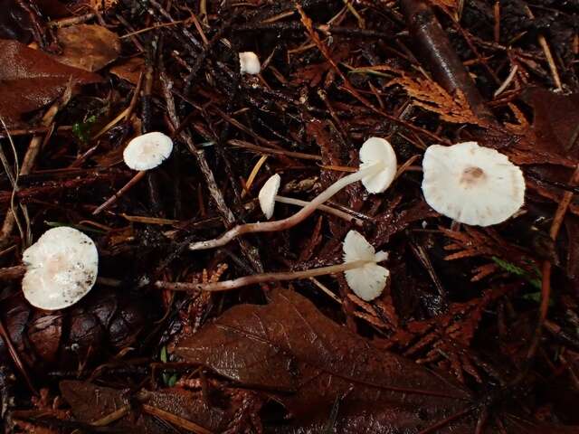 Image of Cystolepiota seminuda (Lasch) Bon 1976