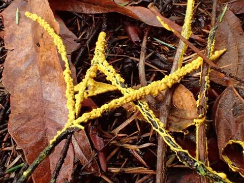 Image of Egg-shell Slime Mold