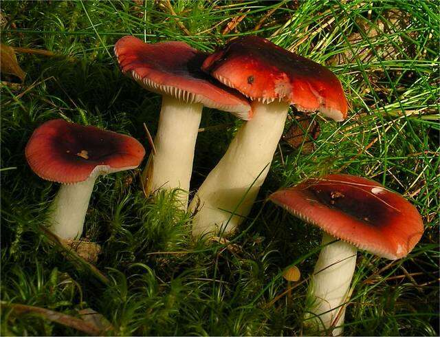 Image of Russula atrorubens Quél. 1898