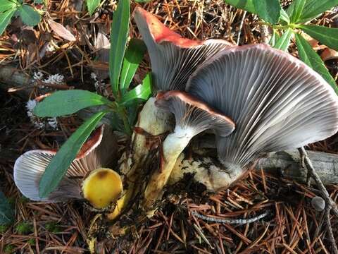 Image of Gomphidiaceae