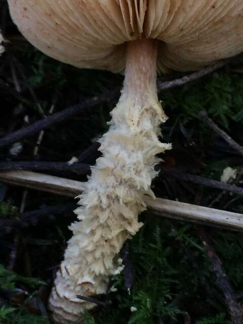 Image de Lepiota