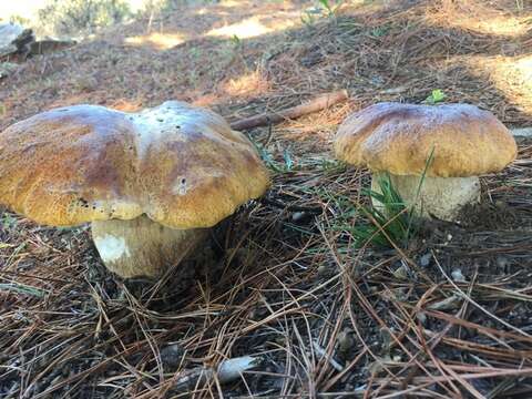 Image of Boletus