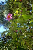 Image of Dahlia tenuicaulis P. D. Sorensen