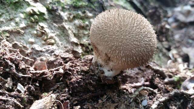 Image de Lycoperdon