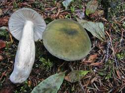 صورة Russula aeruginea Lindblad ex Fr. 1863