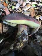 Image of Boletus regineus D. Arora & Simonini 2008