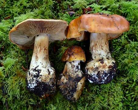 Image of Cortinarius callimorphus Bojantchev & R. M. Davis 2011