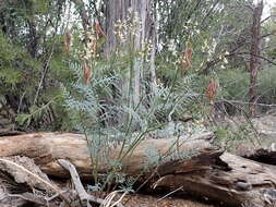 صورة Astragalus schmolliae