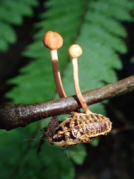 Image of Ophiocordycipitaceae