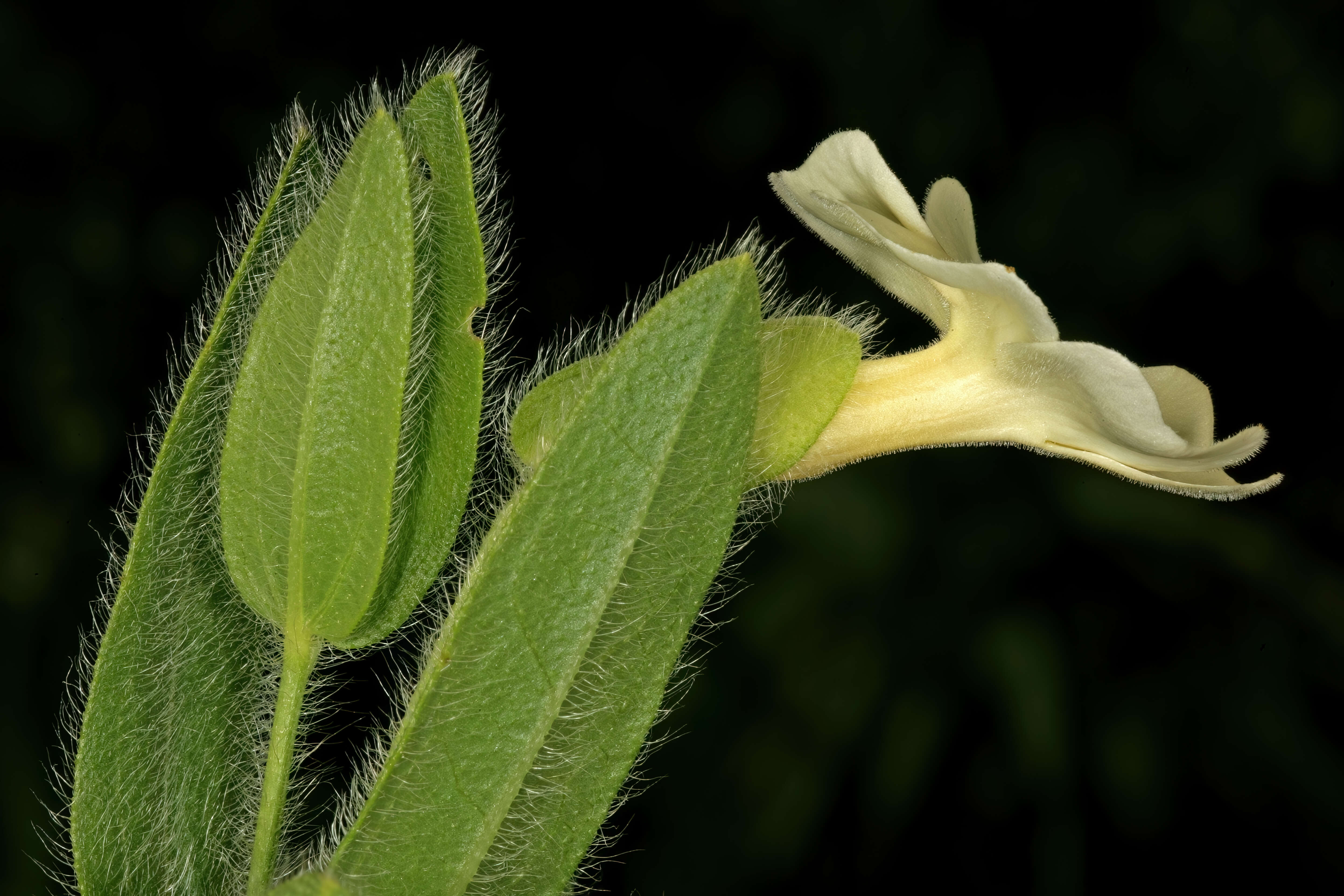 Image of Natal primrose