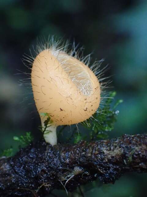 Image of Sarcoscyphaceae