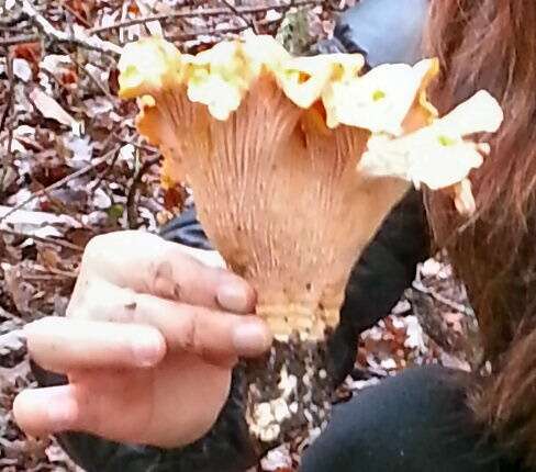 Image of Cantharellus californicus D. Arora & Dunham 2008