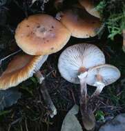 Image of Honey Fungus