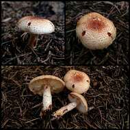 Lepiota resmi