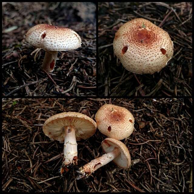 Image of Lepiota