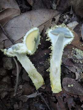 Image of Pulveroboletus