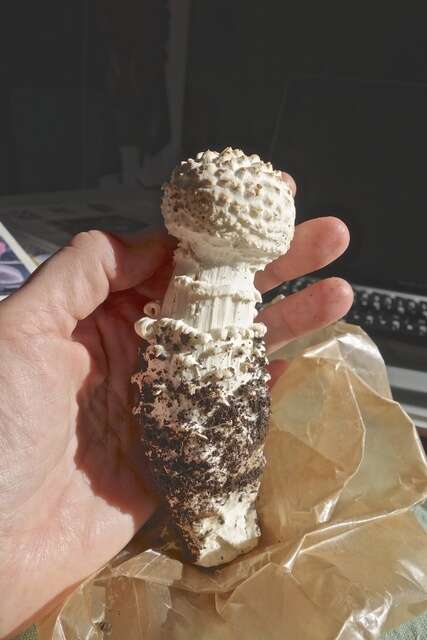 Image of Amanita magniverrucata Thiers & Ammirati 1982