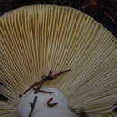 Image of <i>Russula viscida</i> Kudrna