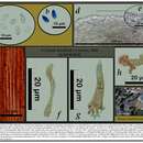 صورة Mycena mackinawensis A. H. Sm. 1953