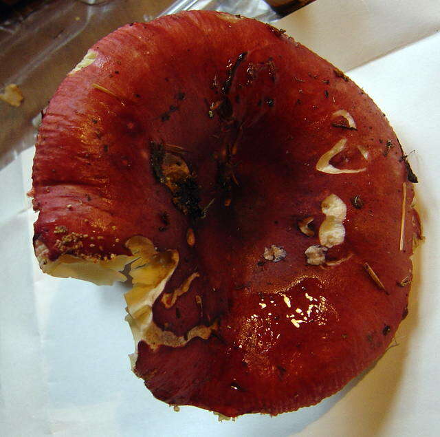 Image of Russula vinosa Lindblad 1901