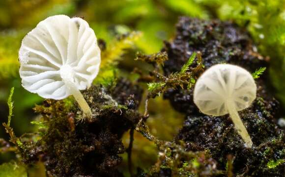 Hemimycena resmi