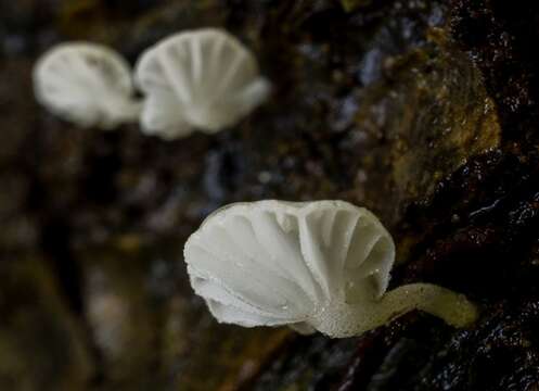 Hemimycena resmi