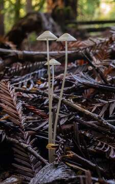 Image of Mycena filopes (Bull.) P. Kumm. 1871