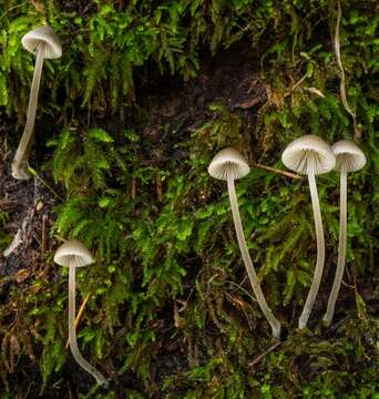 Image of Mycena amicta (Fr.) Quél. 1872