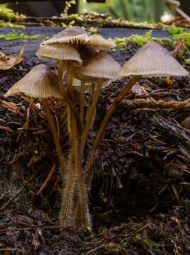 Image of Reddish spotted mycena