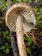 Imagem de Inocybe