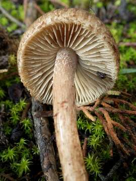 Inocybe resmi