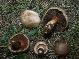 Image of Agaricus cupreobrunneus (Jul. Schäff. & Steer) Pilát 1951