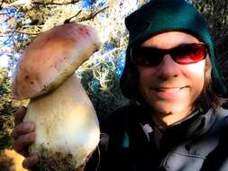 Image of Boletus